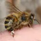 Ilustrasi lebah madu. (Wikimedia/Creative Commons)