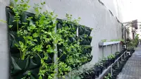 Tips Berkebun Skala Rumah Tangga ala Kampung Sayur Suryatmajan Yogyakarta