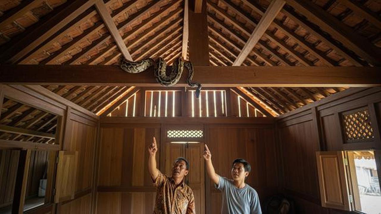 Ular di Atap Rumah atau Plafon