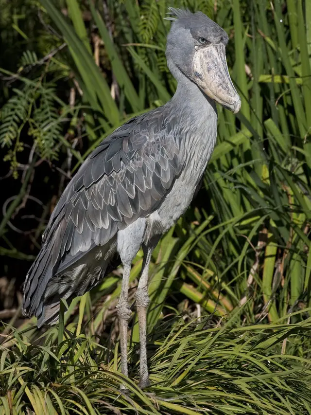 Habitat dan Persebaran Shoebill