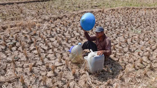 Warga Terpaksa Ambil Air dari Kubangan Bekas Sawah