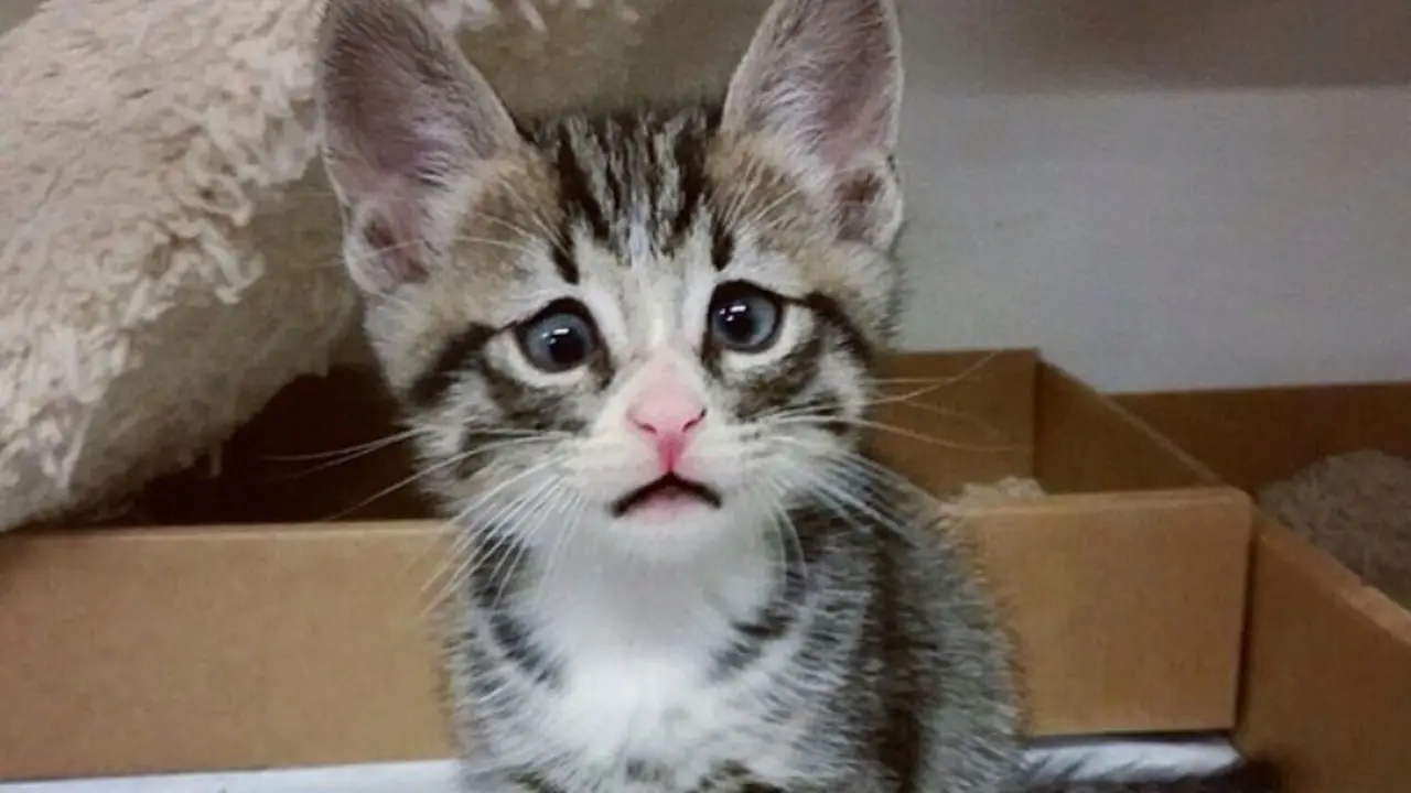Punya Mata Memelas, Kucing Kecil Ini Buat Gemas Publik