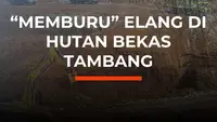 "Memburu" Elang di Hutan Bekas Tambang