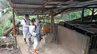 Penerapan biosecurity di kandang peternakan babi menjadi salah satu upaya mencegah mewabahnya virus flu babi Afrika.