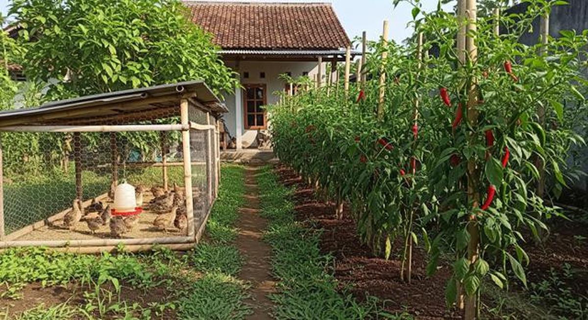8 Ternak Burung Puyuh dan Cabai Rawit dalam Satu Lahan Kecil yang Menguntungkan
