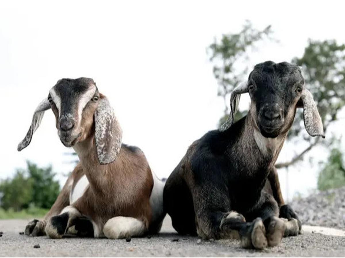 Kisah Malaikat Minta Kambing ke Nabi Ibrahim di Hari Raya Idul Adha, Diceritakan Gus Baha