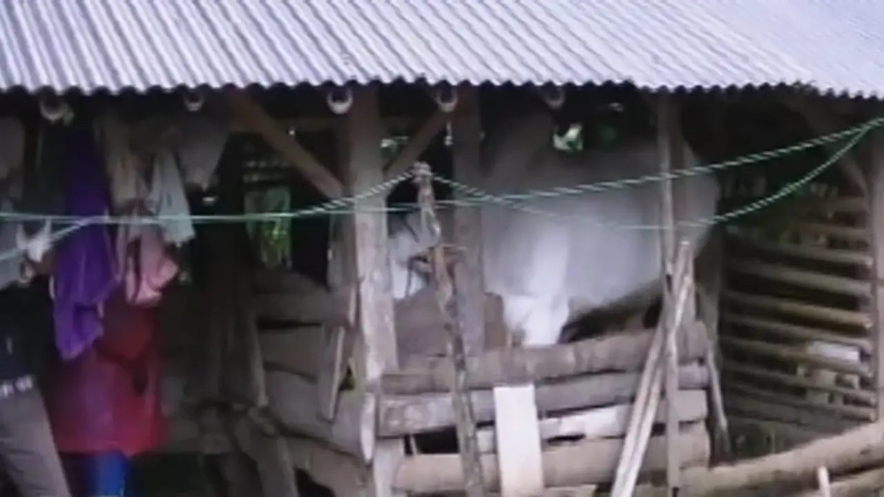 Patungan Sapi - Liputan6 Petang