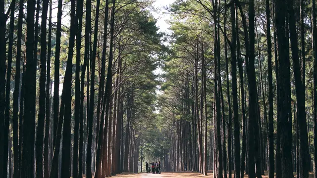 Hutan Pinus