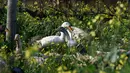 Kawanan bebek dikerahkan untuk membasmi siput dan hama kebun anggur di Vergenoegd, Afrika Selatan (10/6). Sekitar 1.000 ekor bebek digunakan untuk membasmi hama. (AFP PHOTO/Rodger Bosch)