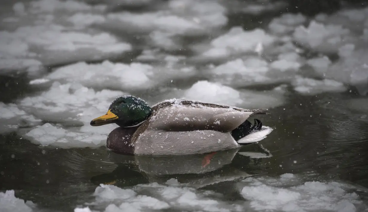 Seekor bebek mallard berenang melewati lapisan es saat salju tebal turun di danau sebuah taman di Bucharest, Romania, Selasa (27/2). (Daniel MIHAILESCU/AFP)