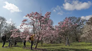 Para pengunjung menikmati bunga pohon magnolia di Kew Royal Botanic Gardens pada hari yang cerah di London (22/3/2021).  Kew Gardens telah dibuka satu tahun setelah penguncian terkait COVID-19 pertama di Inggris. (AP Photo/Frank Augstein)