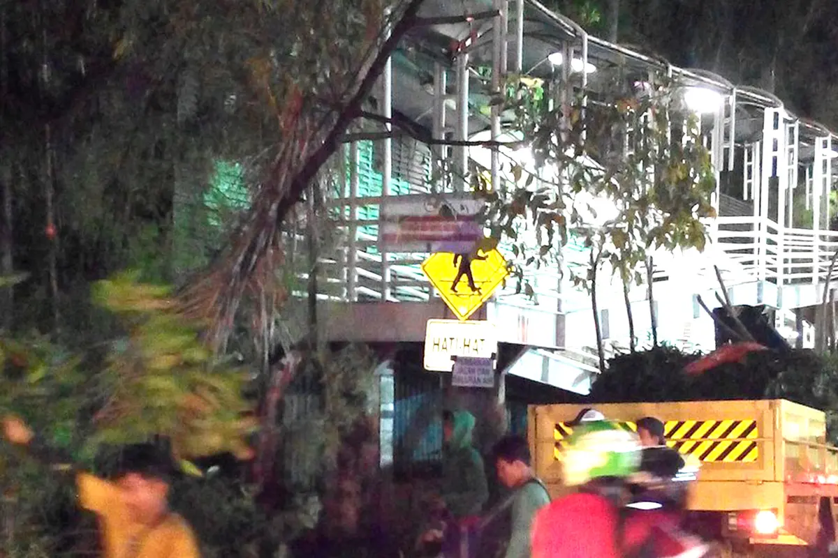 Pohon tumbang