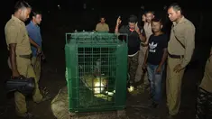 Macan tutul liar terlihat di dalam kandang setelah ditangkap di pinggiran Siliguri di timur laut India (9/5). Macan tutul ditangkap pejabat departemen kehutanan setelah beberapa hari berkeliaran di daerah tersebut. (AFP Photo/Diptendu Dutta)