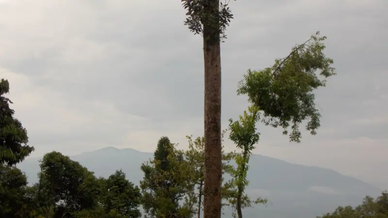 Gunung Rumput di perbatasan Indonesia dan Malaysia