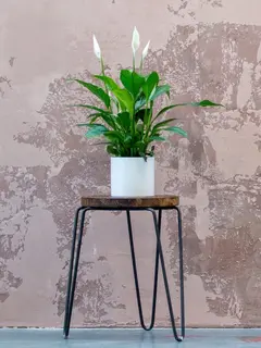 Tanaman Lily perdamaian (peace lily). (Photo by Max Williams on Unsplash)