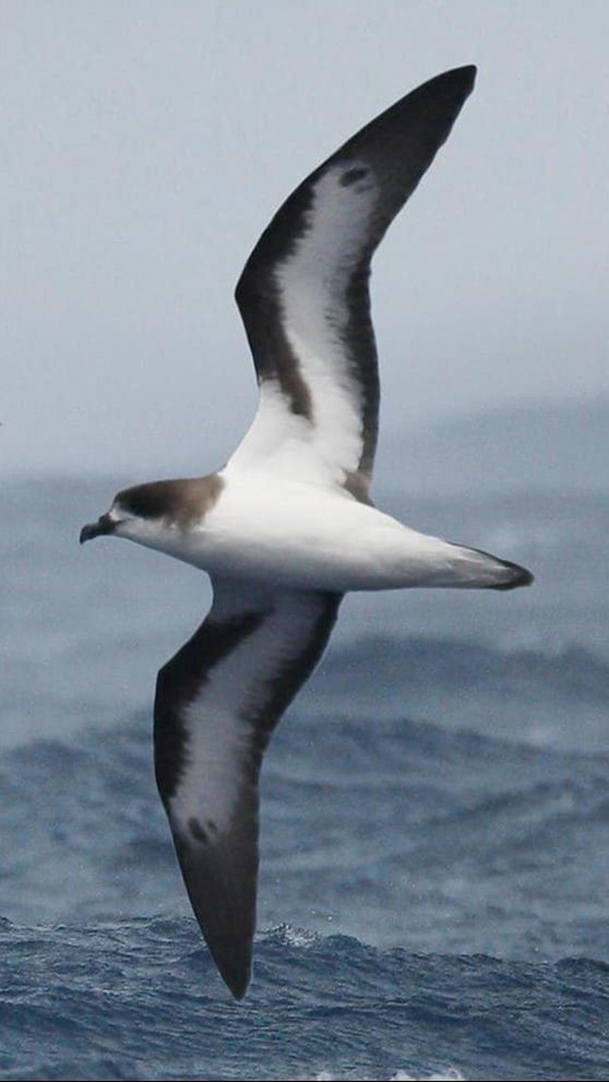 9. Burung Petrel Bermuda<br>