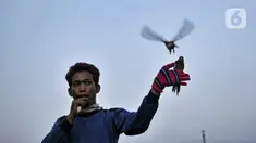Toni membunyikan peluit saat melatih burung free fly di Jakarta, Minggu (26/7/2020). Sudah dua tahun Toni dan Sulaiman menggemari hobi bermain burung free fly yang rutin dilakukan tiap minggu untuk mengisi kegiatan saat libur kerja. (merdeka.com/Iqbal Nugroho)