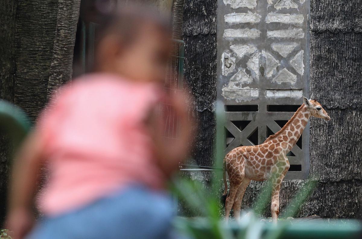 Rajaka, anak jerapah di Taman Margasatwa Ragunan