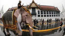 Gajah Ayutthaya berjalan menarik perhatian para warga setelah memberikan penghormatan kepada mendiang Raja Thailand Bhumibol Adulyadej di depan Royal Palace, Bangkok, Thailand (8/11). Di Thailand, gajah merupakan hewan kramat.(Reuters/Jorge Silva)