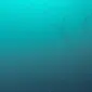 Jutaan Unicorn Laut Misterius Mengepung Pantai Barat AS, Ada Apa? ( Hilarie Sorensen/University of Oregon via NOAA)