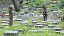 Sebuah keluarga tampak melakukan tabur bunga di salah satu makam yang ada di TPU Karet Bivak, Jakarta, Senin (23/6/14). (Liputan6.com/Herman Zakharia)