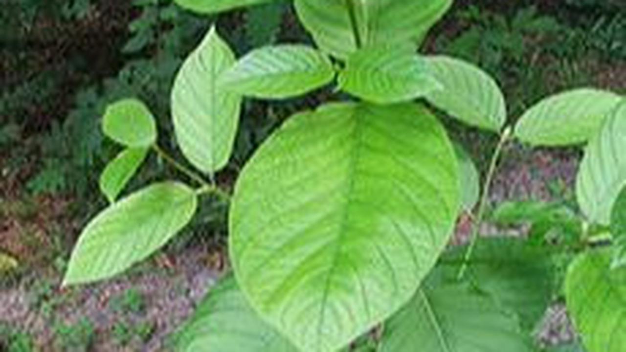 Efek Samping Daun Kratom