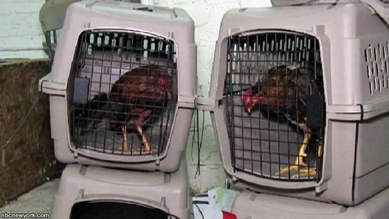judi-ayam-as-140210b.jpg