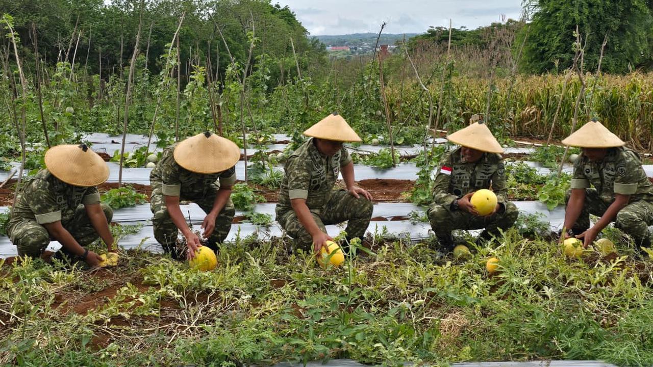 Lanud El Tari Gelar Panen Raya Jagung dan Semangka, Perkuat Ketahanan Pangan Nasional