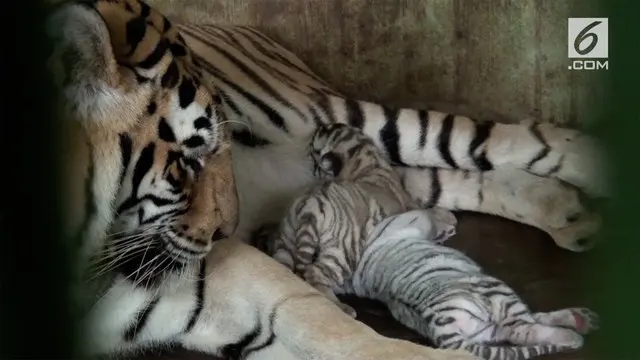 Koleksi Taman Margasatwa Medan atau Medan Zoo bertambah dengan kelahiran dua ekor Harimau Benggala.