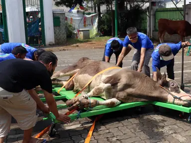 Panitia bersiap menyembelih hewan kurban di Masjid Daarul Falah, Jakarta Selatan, Selasa (20/7/2021). Umat muslim seluruh dunia serempak merayakan Hari Raya Idul Adha yang ditandai dengan pemotongan hewan kurban sehari setelah jemaah haji wukuf di Padang Arafah. (Liputan6.com/Angga Yuniar)