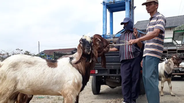 Seorang pedagang menuntun dua ekor kambing dewasa di lapangan sepakbola desa Karangpucung, Cilacap, Jawa Tengah. (Foto: Liputan6.com/Muhamad Ridlo)