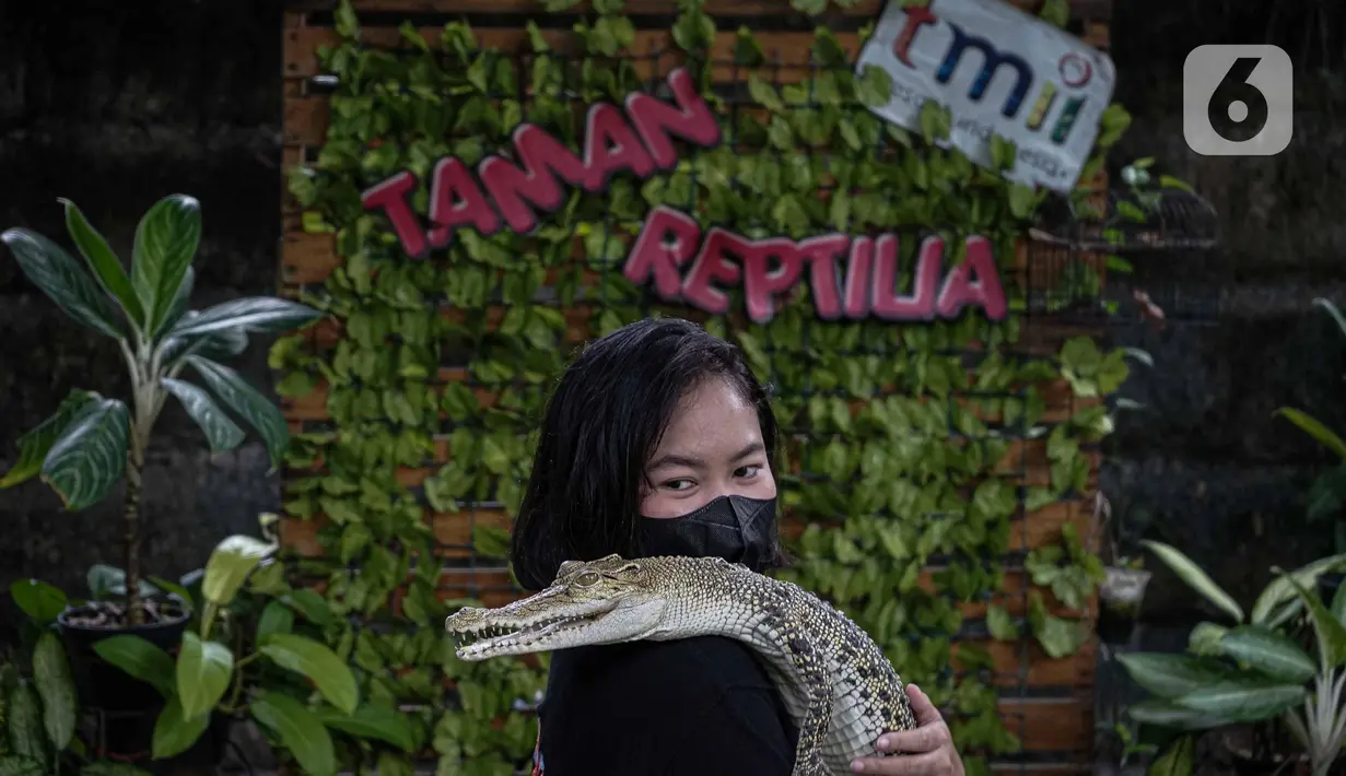 Seorang wanita foto dengan anak buaya di di kawasan Taman Mini
Indonesia Indah, Jakarta, Minggu (12/10/2021). Pemprov DKI Jakarta memberi izin dua tempat wisata, yaitu TMII dan kawasan wisata Ancol, untuk menggelar uji coba pengoperasian pada masa PPKM level 3. (Liputan6.com/Faizal Fanani)