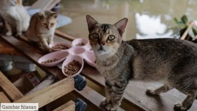 Kucing Kebanjiran