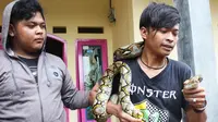  Warga Tangkap Ular Sanca 4 Meter Pemangsa Ternak