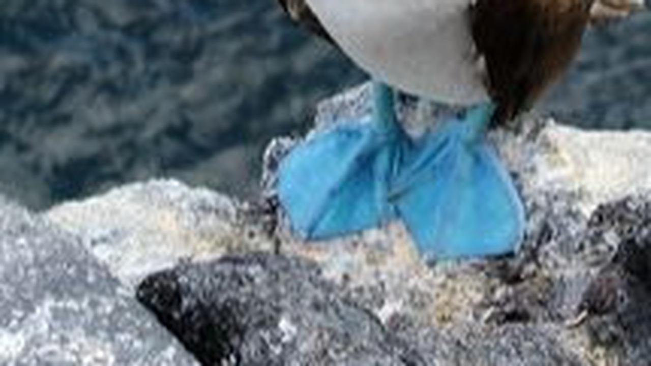 4. Blue-footed Boobies<br>