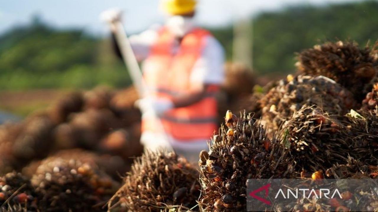 Perkebunan Kaltim: Pilar Ekonomi Penopang Ratusan Ribu Pekerja di Tengah Badai Efisiensi Tambang