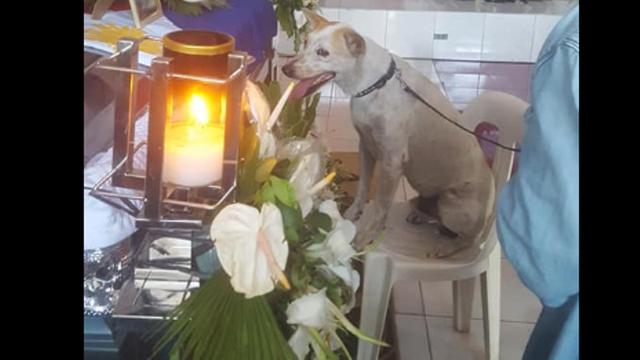 Viral, Kisah Anjing Setia yang Tak Mau Tinggalkan Makam Tuannya