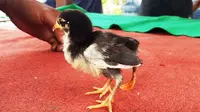  Anak Ayam Berkaki 3 Gegerkan Warga Bali