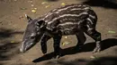 Tapir berumur satu tahun yang bernama"Milagro" terlihat di kandangnya di Kebun Binatang Nasional di Masaya, Nikaragua, pada 10 Desember 2020. Tapir adalah salah satu mamalia yang terancam punah di Nikaragua akibat degrasi habitatnya. (Inti OCON / AFP)