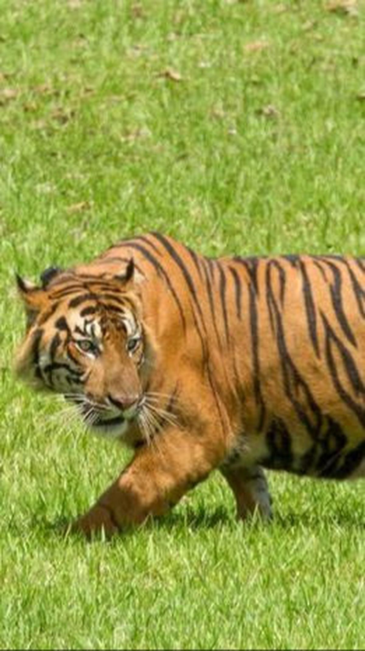 2. Harimau Bermata Satu