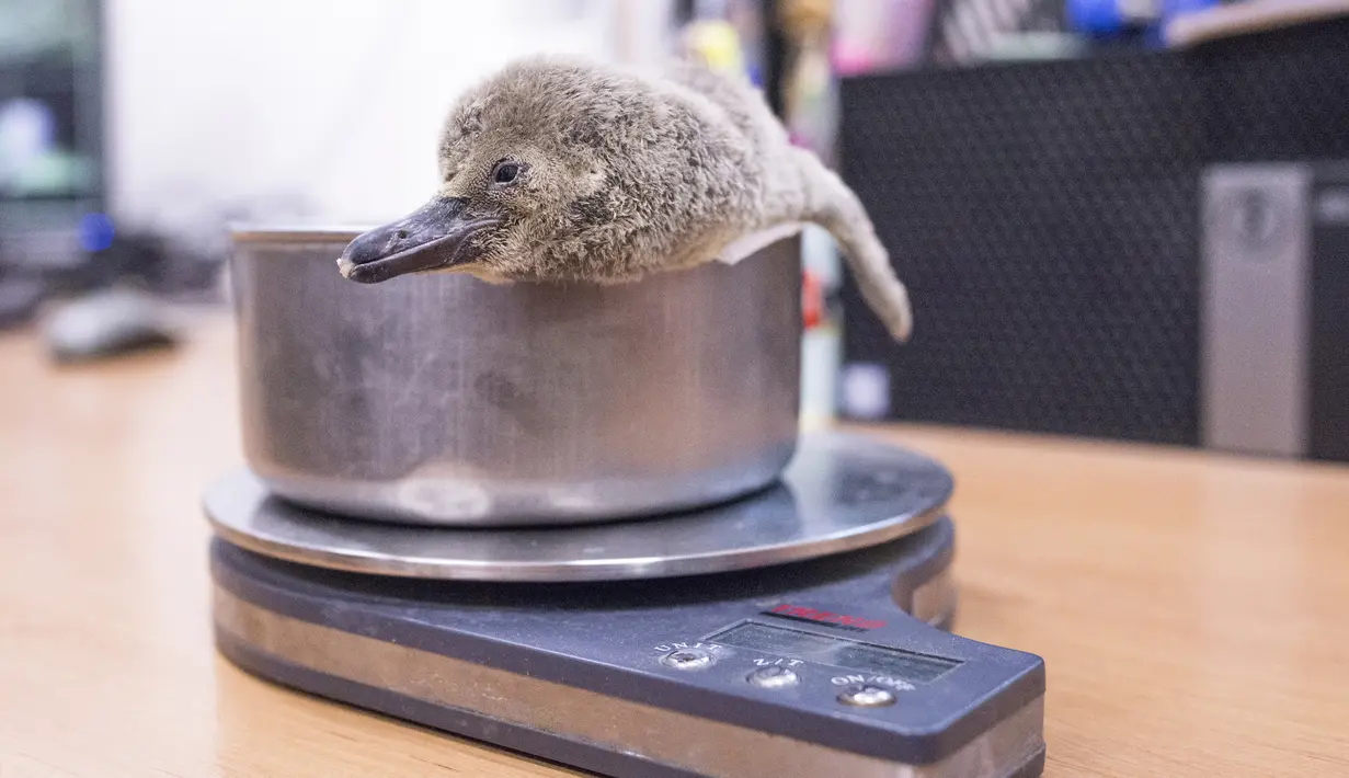 Bayi penguin Humboldt yang berumur satu bulan ditimbang di Kebun Binatang di Praha (11/11/2019). Penguin terakhir yang lahir di Kebun Binatang Praha adalah tiga tahun lalu. (AFP Photo/Michal Cizek)
