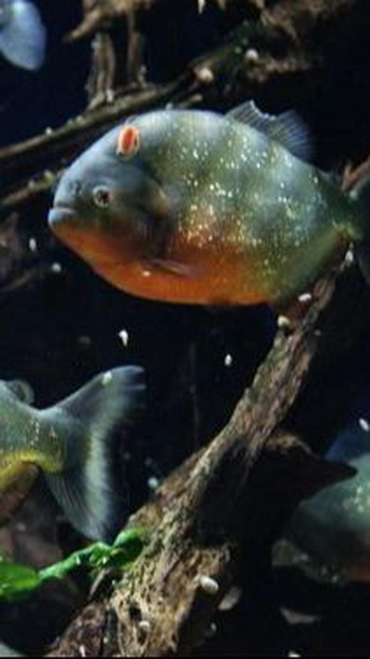 2. Piranha<br>