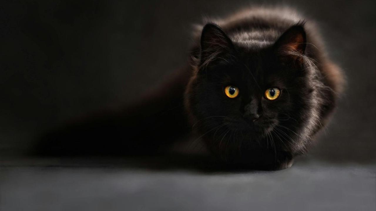 Segini Umur Rata-rata Kucing di Dunia, Kecuali Jenis Ini Usianya Pendek