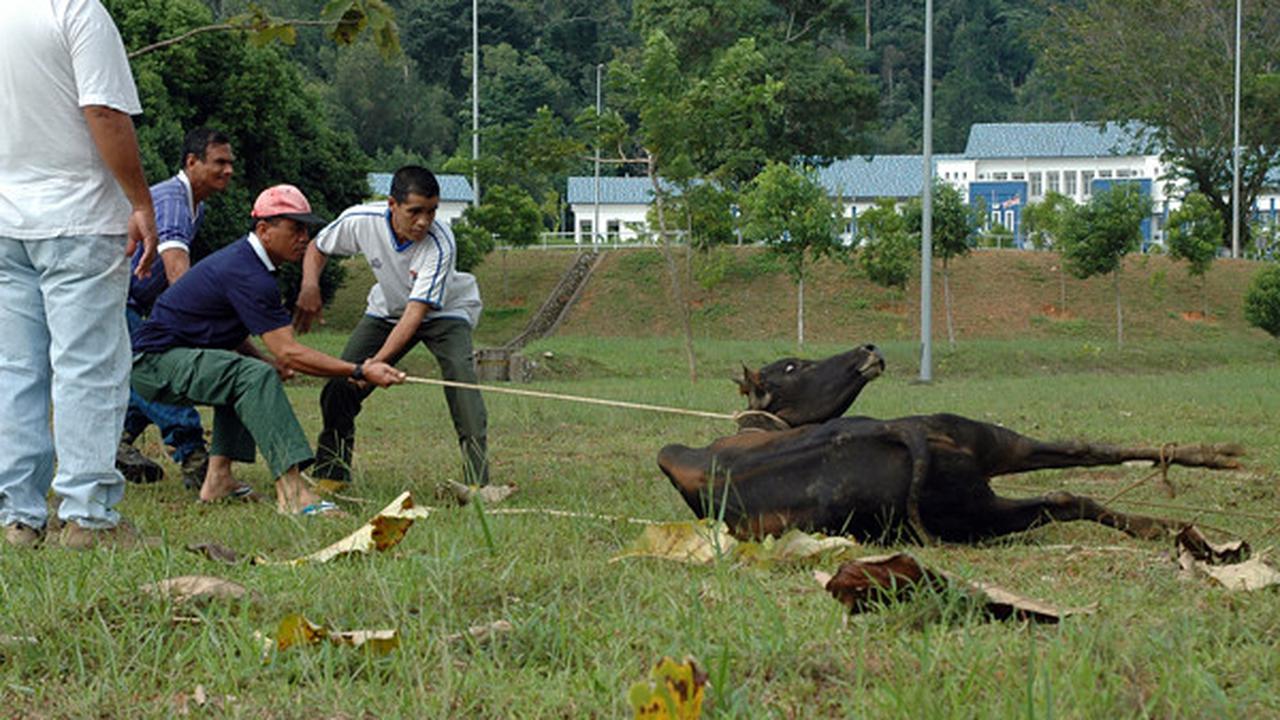 Ilustrasi Proses Sembelih Sapi
