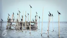 Sejumlah burung Pecuk Padi Kecil hinggap di bagan apung nelayan di perairan Muara Angke, Penjaringan, Jakarta Utara, Selasa (3/1). Habitat burung Pecuk Padi Hitam tersebut berdampingan dengan pemukiman nelayan Angke. (Liputan6.com/Faizal Fanani)