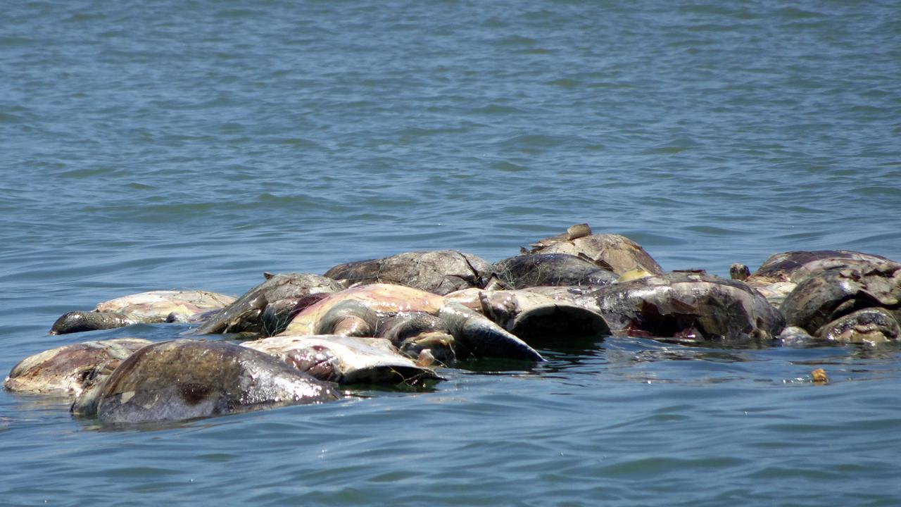 Penampakan 300 Penyu yang Mati di Perairan Meksiko