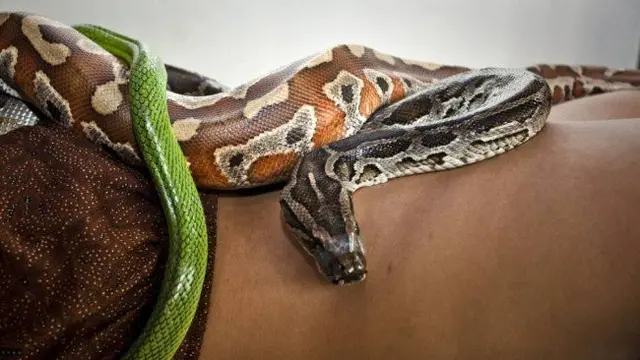 Pyhton India (Sumber: Merdeka.com)
