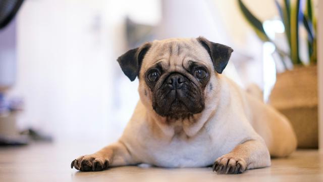 Pug