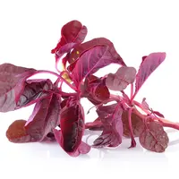 Bayam merah. (Foto: vitalfitnutrition.com)