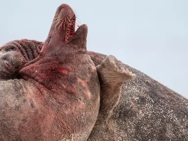 Dua anjing laut abu-abu jantan berlumuran darah saat bertarung di utara Pulau Helgoland, Jerman, (14/12). Anjing Laut ini mengadu kejantanannya demi memperebutkan sang betina yang baru saja melahirkan. (AFP Photo/John MacDougall)